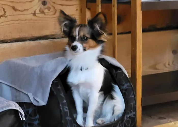 Unplugged Almhuette Waldbauer Chalet *